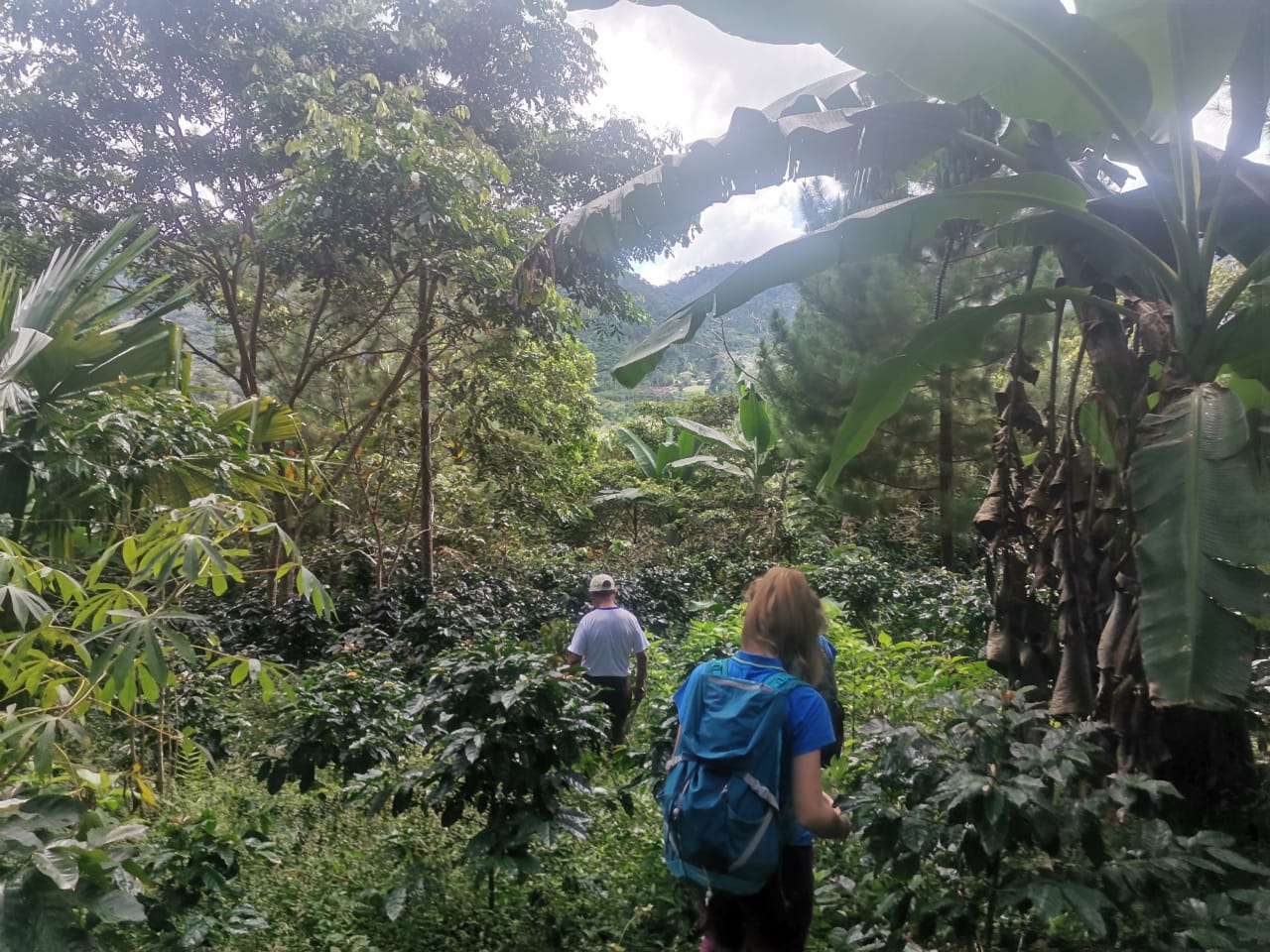 Visite d’une plantation de café en agroforesterie, Junin, Pérou